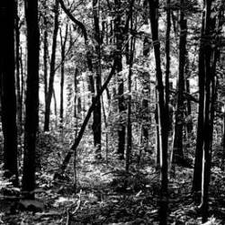 Sörskogen : Mordet i Grottan